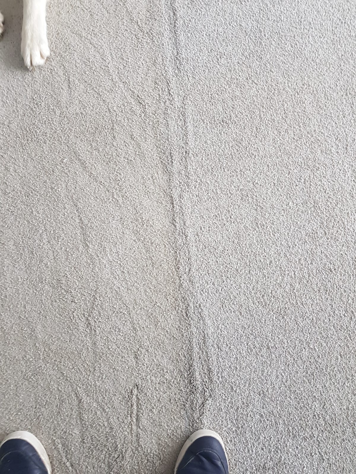Carpet Cleaning